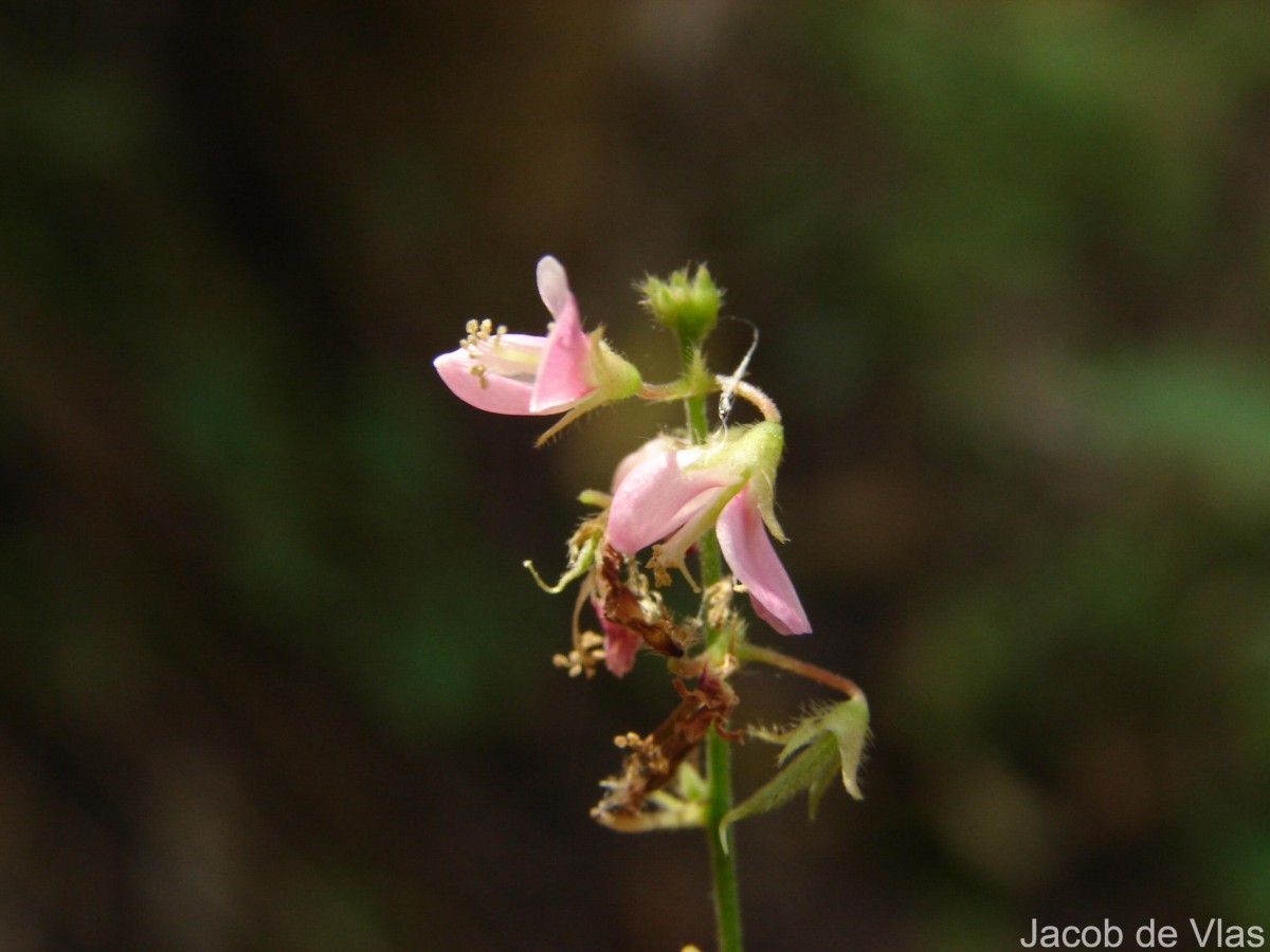 Pseudarthria viscida (L.) Wight & Arn.